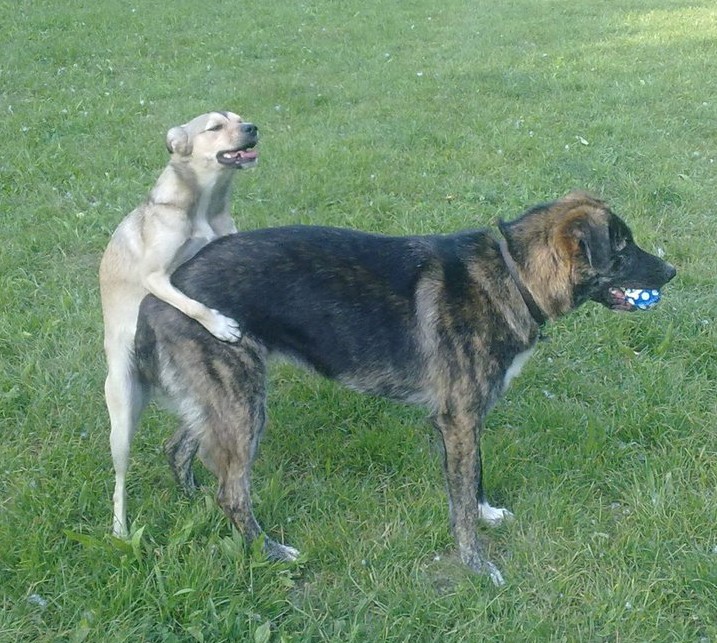 mario fucks mario fucks